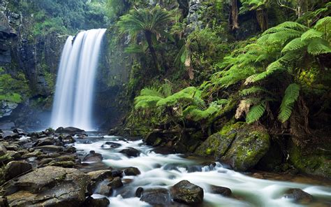 Обои папоротник камни природа река водопад джунгли лес деревья