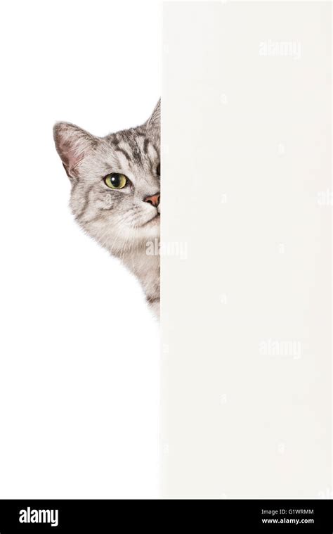Cat Look Around The Corner Stock Photo Alamy