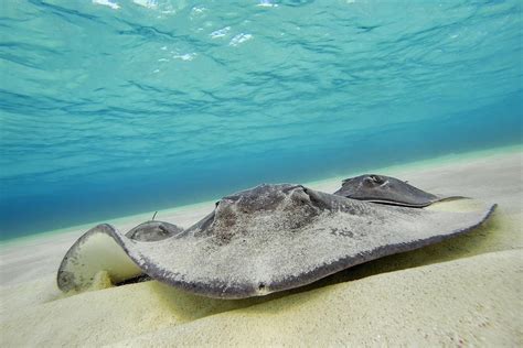 Stingrays Under Water Photograph By Adam Romanowicz Fine Art America