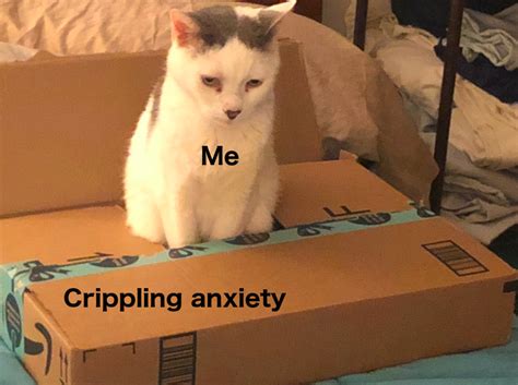 Invest In Sad Cute Cat Memes Wholesome Memes Are Memes