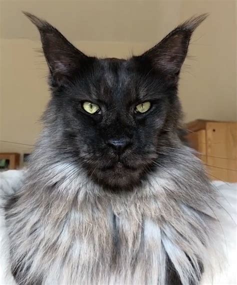 What Are You Maine Coon Cat That Looks Like A Majestic