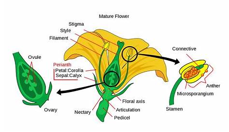 A typical flower and its parts - Online Science Notes