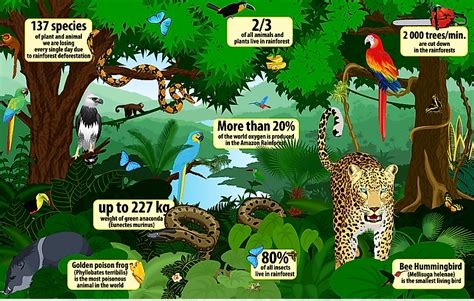 Rainforest Animals Chart