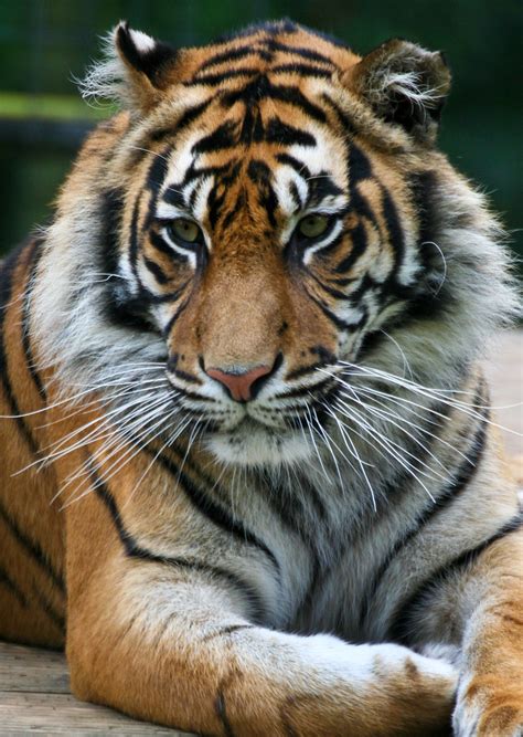 Sumatran Tiger At Thrigby Hall Wildlife Gardens Patrick Walker Flickr