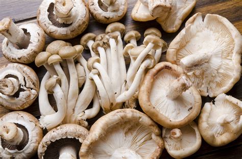 Edible Mushrooms 6 Reasons Why You Should Eat Them Without Fear