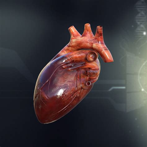 Human Heart Anatomy 3d Model Max Obj 3ds Fbx C4d Lwo Lw Lws