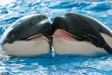 Video Shows Orcas Gently Touch Tongues After Resolving Fight Whale