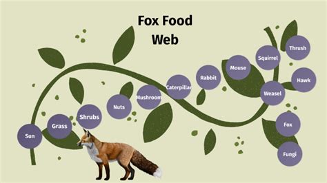 Fox Food Chain By Adel Awan On Prezi