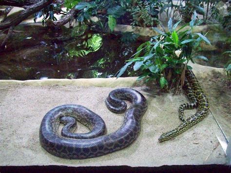 Et af verden største zoologiske haver. Bild "Schlangen" zu Aquarium (Zoologischer Garten) in ...