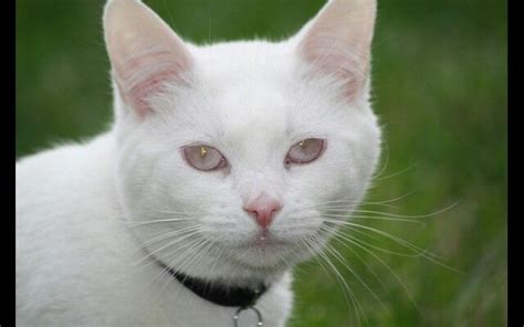 Albino Cat Котята Животные Кот