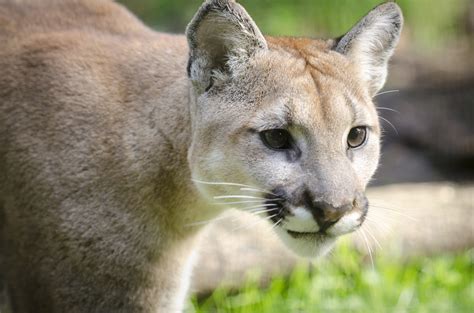 Palus Oregon Zoo