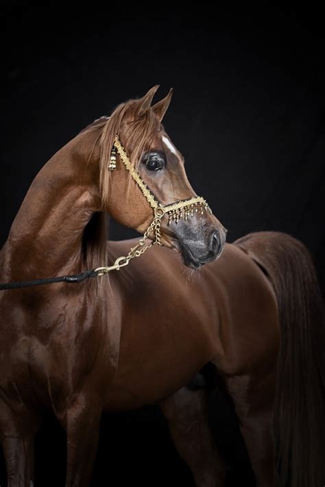 Buckskin Arabian Horse Horses Of Your Dream Stable Express