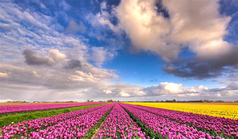 Pink Tulip Flower Field Under Blue Cloudy Sky During