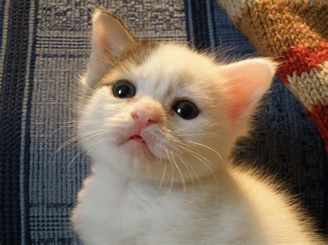 Filephoto Of A Kitten Wikipedia
