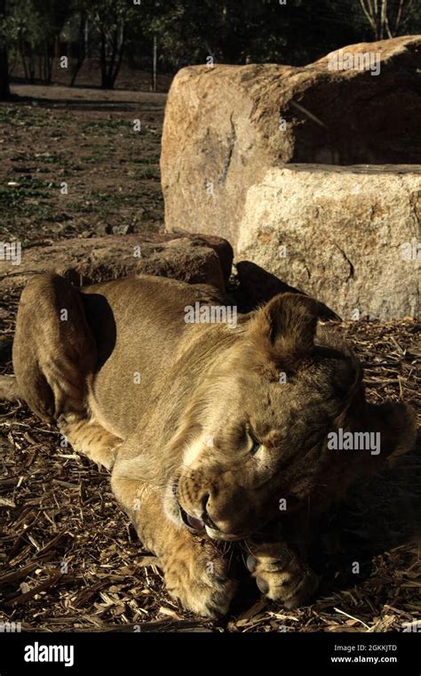 A Lioness Feline Is Cleaning Her Paw After Meal Stock Photo Alamy