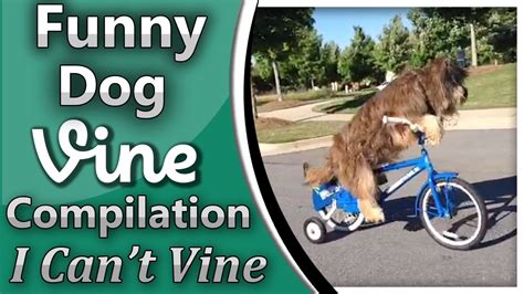Funniest Dog Vine Compilation Funniestcutest Dog Vines Youtube