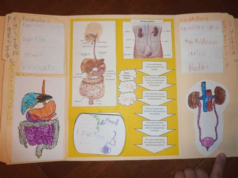 The Human Body Adventures In Lapbooking Contd Human Body Lapbook