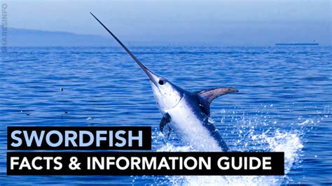 Swordfish Facts And Information Guide