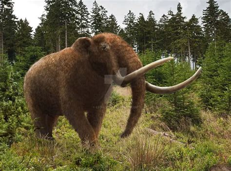 Mammut Mastodon Facts And Pictures