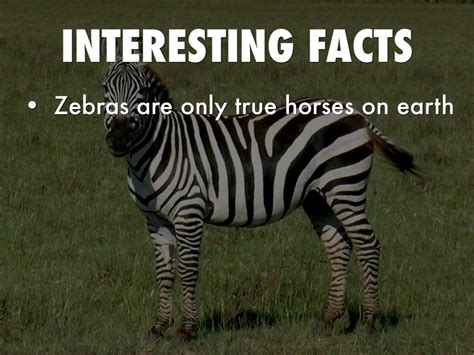 Natural Big View Interesting Facts About Zebra