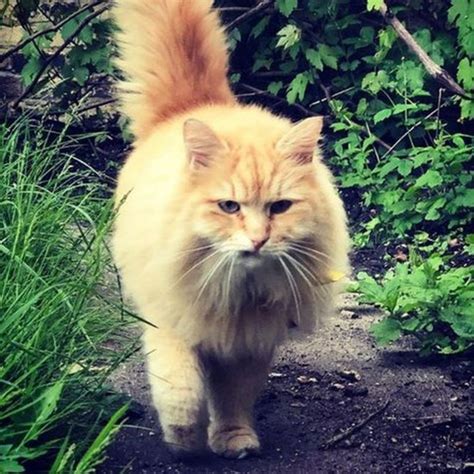 Man Released Over Theft Of Instagram Cat Mr Muk Bbc News