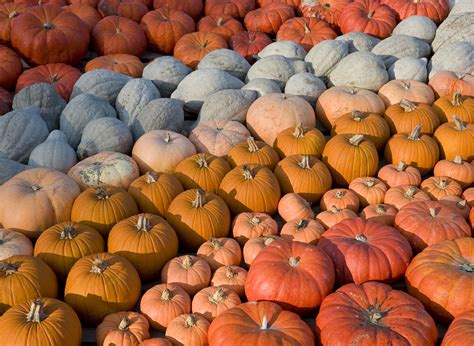 Find & download the most popular pumpkin orange photos on freepik free for commercial use high quality images over 9 million stock photos. 12 Things You May Not Know About Halloween ~ Vintage Everyday