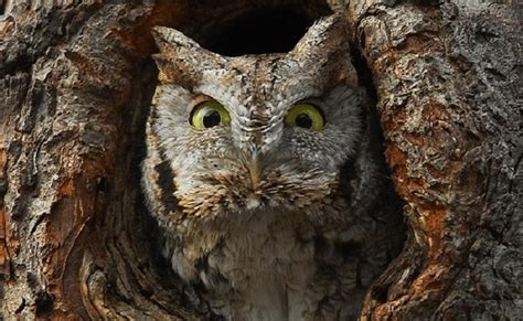 Tepatnya celepuk jawa sering ditemukan disekitar jawa, sumatera, serta kalimantan. Suara Burung Celepuk Jawa : 1 : Ketik judul/penyanyi atau ...