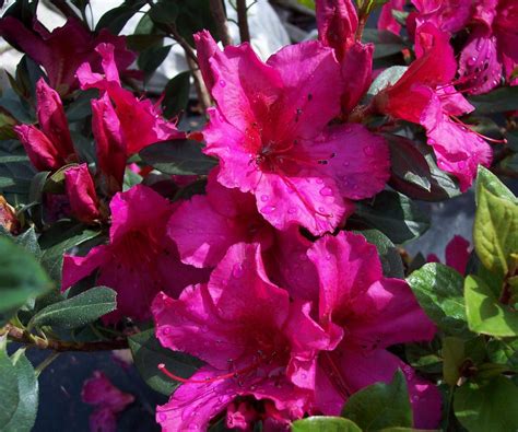 Rhododendron 'Red Formosa' | Kiefer Nursery: Trees, Shrubs, Perennials