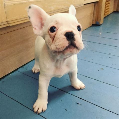 33 Blue Pied French Bulldog For Sale Photo Bleumoonproductions