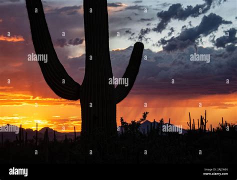 Sunset And A Saguaro Cactus Carnegiea Gigantea Silhouette Stock Photo