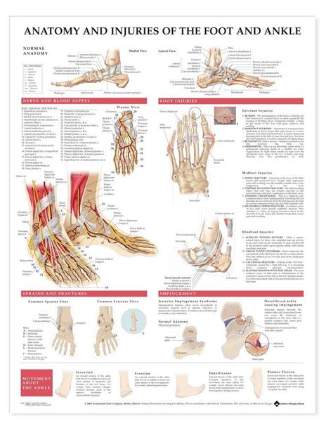 Foot And Ankle Chart Anatomy And Injuries Clinical Charts And Supplies