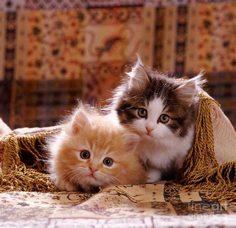 Fluffy Ginger And Tabby And White Kitten Photograph By