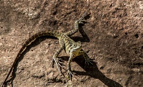 Lizard Reptile Eastern Water Free Photo On Pixabay Pixabay