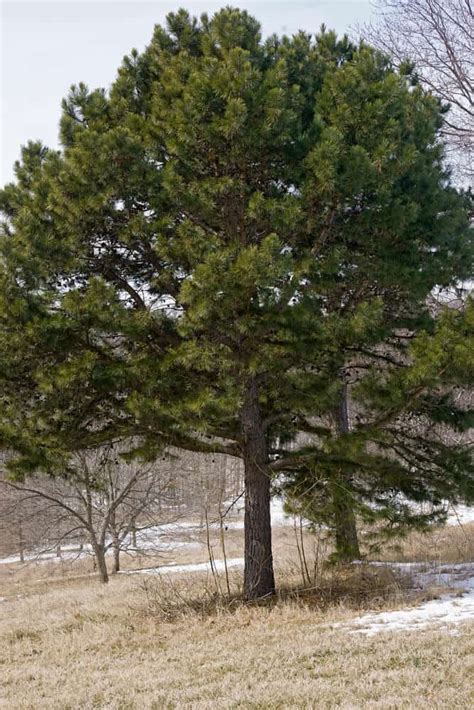 4 Different Types Of Pine Trees In Ohio With Pictures