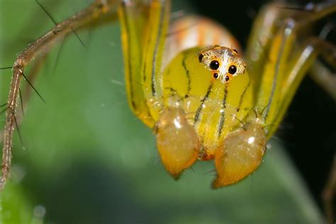 The Deadliest Spiders In The World