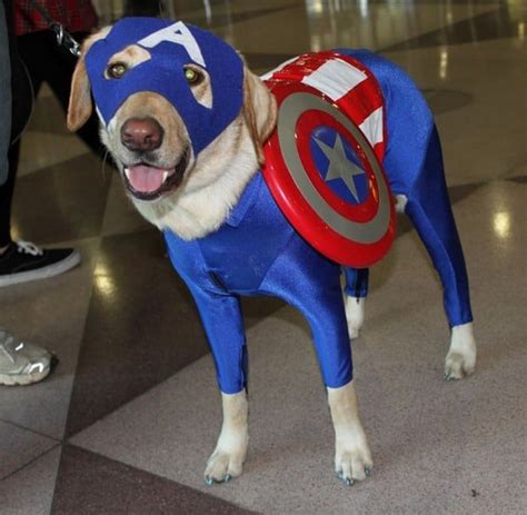 Another Awesome Gallery Of Dog Cosplay