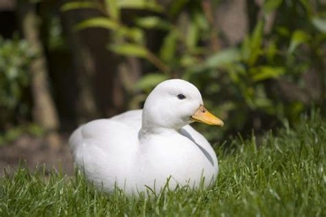 3 Gorgeous Domestic Duck Breeds To Keep In A Garden Pets4homes Duck