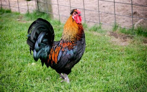 Ameraucana Chickens Breed Profile Facts LearnPoultry