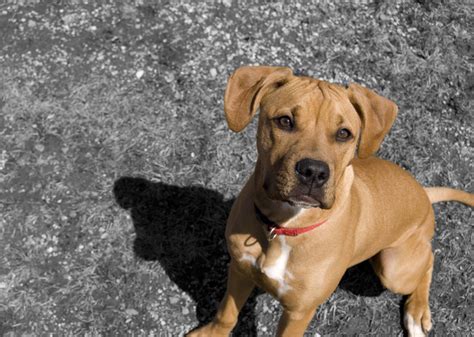 The Pitbull Boxer Mix Bullboxer Breed Guide Animal Corner