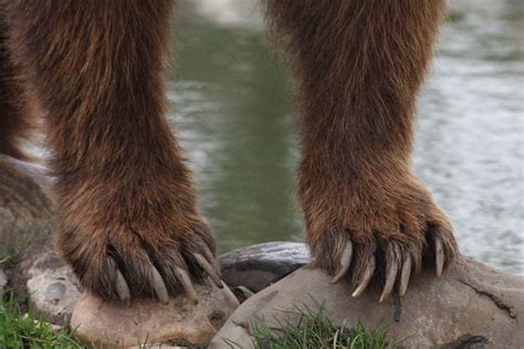 Bear Feet Bear Ears Bear Bear Paws