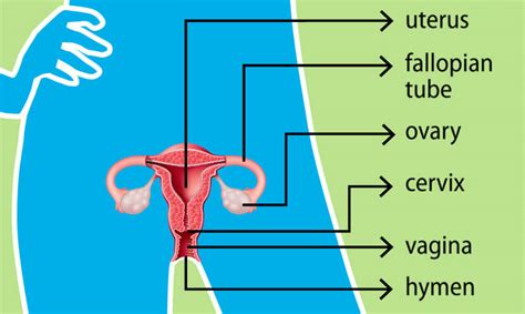 Female Reproductive System Identify Parts