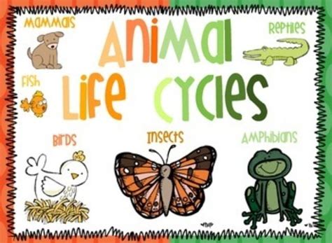 Animal Science Bundle Animal Classification And Life Cycles Animal