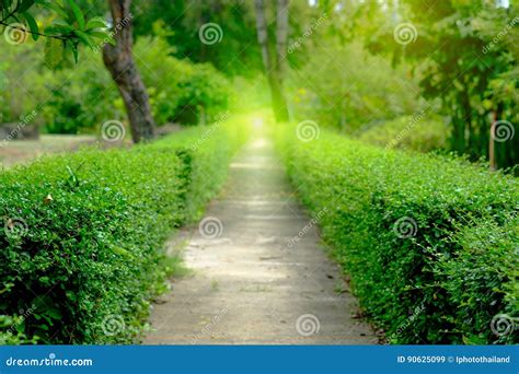 Green Alleypath In The Park Stock Image Image Of Arboretum Natural