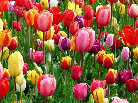 Tulips Tulip Bed Free Photo On Pixabay