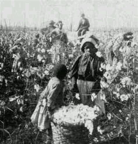 Slaves Picking Cotton African American History Black History History