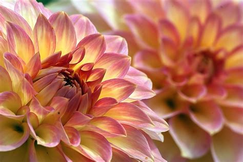 Dahlias Flowers Macro Close Up Blooms Blossoms Beautiful Flowers Wallpapers Most Beautiful