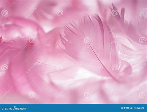 Pink Feather Stock Photo Image Of Smooth Feather Pink 6015654