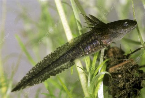 Eastern Newt Larva Stock Image Z Science Photo Library