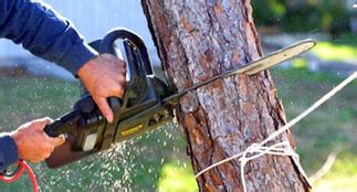 Maybe you would like to learn more about one of these? Storm Damage Tree Removal, Fast Tree Removal, Fort Worth ...