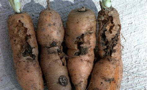 Carrot Diseases And Pests Description Uses Propagation